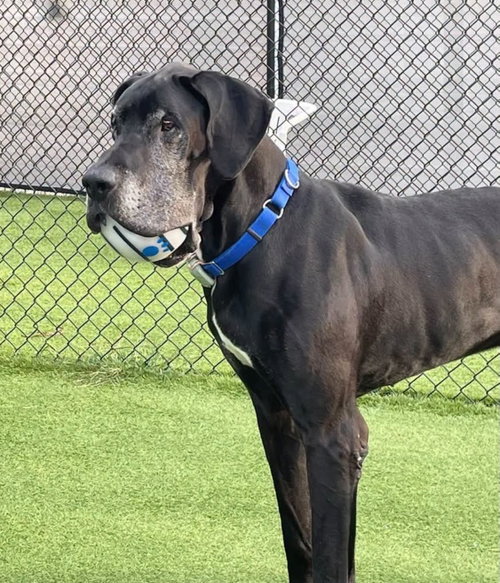 Boomer, a dog for adoption from Giant Paw Prints Inc.