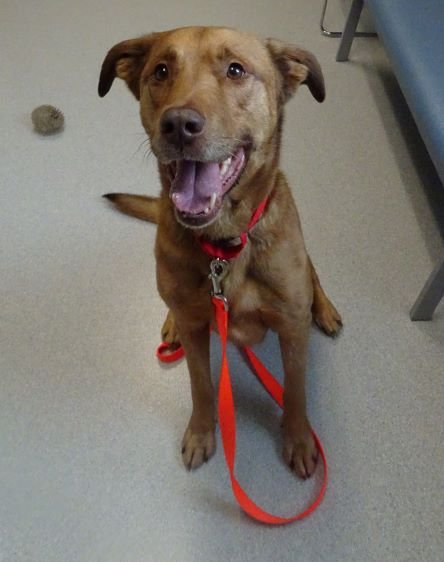 adoptable Dog in Arlington, VT named Monty