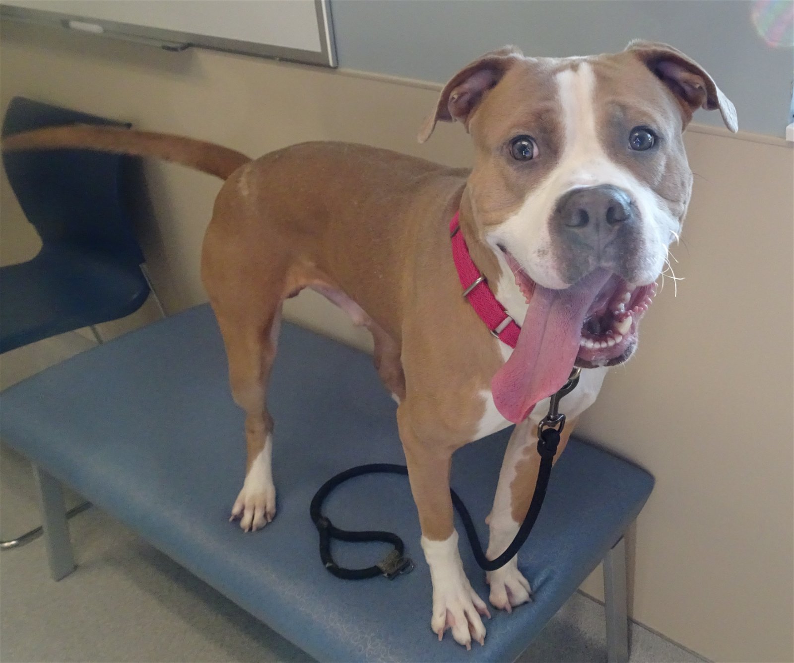 adoptable Dog in Arlington, VT named Diablo