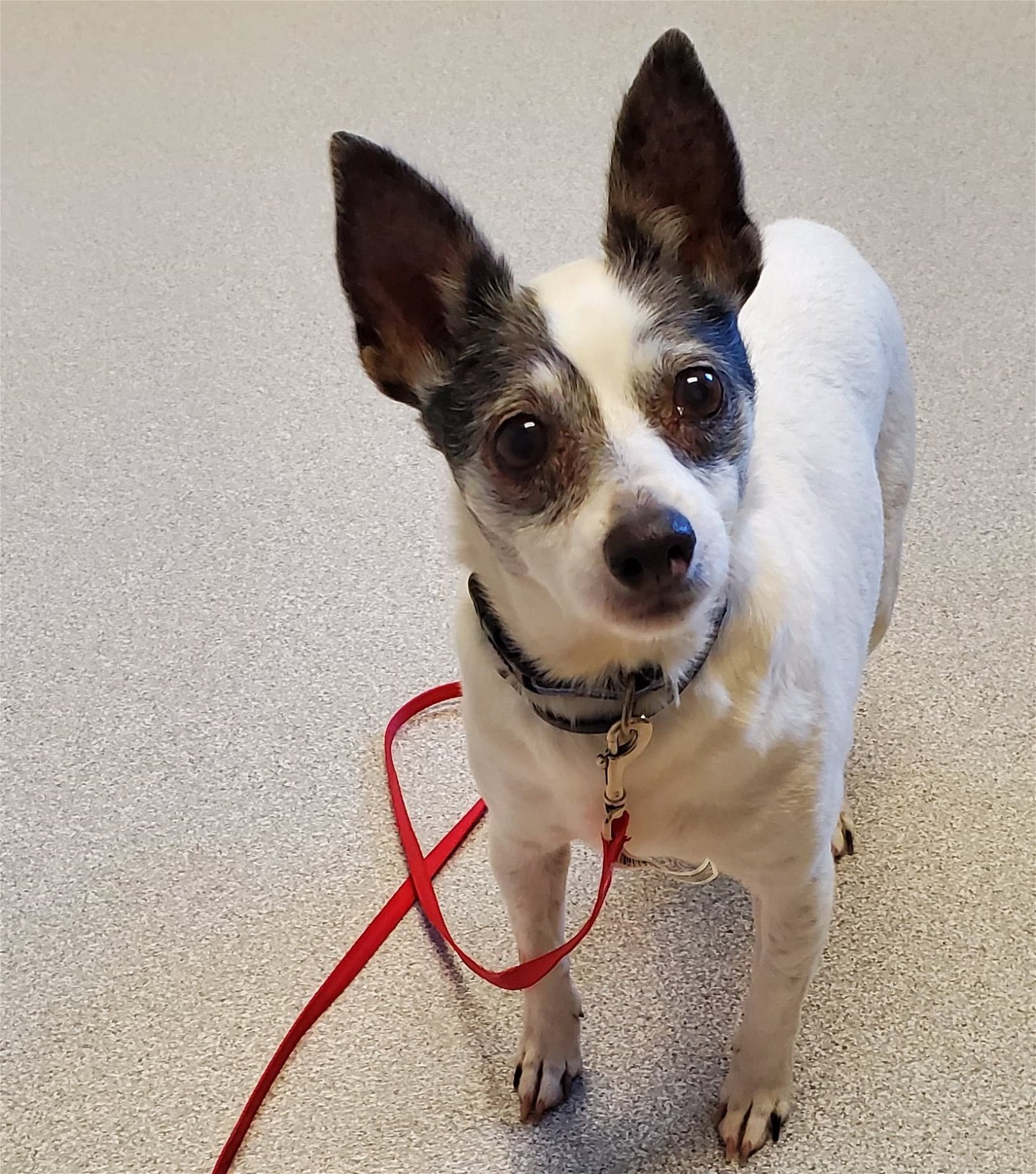 adoptable Dog in Arlington, VT named Stevie