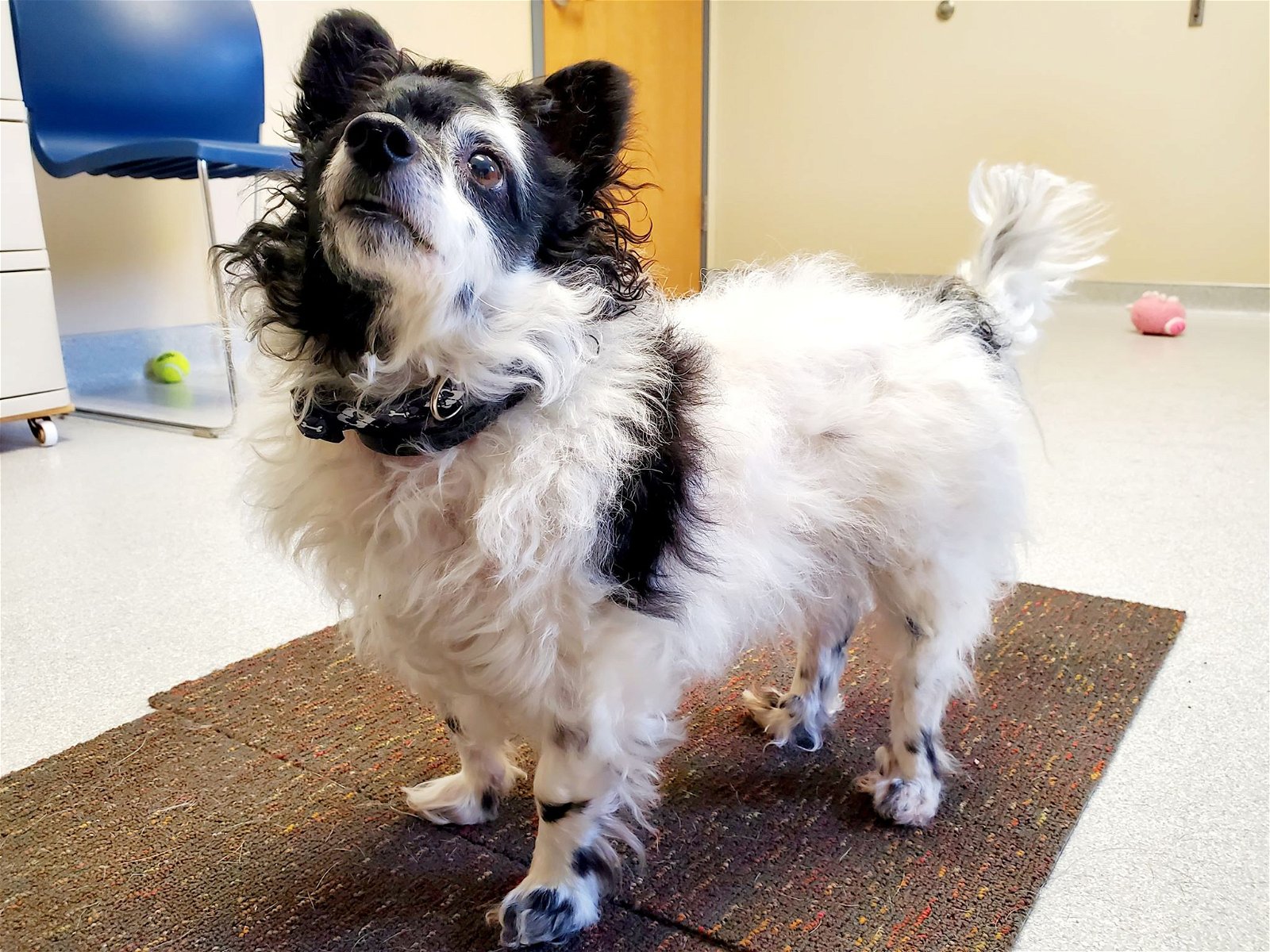 adoptable Dog in Arlington, VT named Oreo