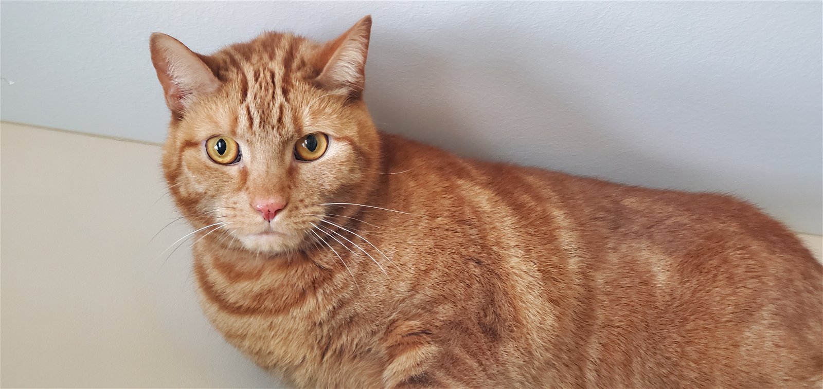 adoptable Cat in Arlington, VT named Apollo