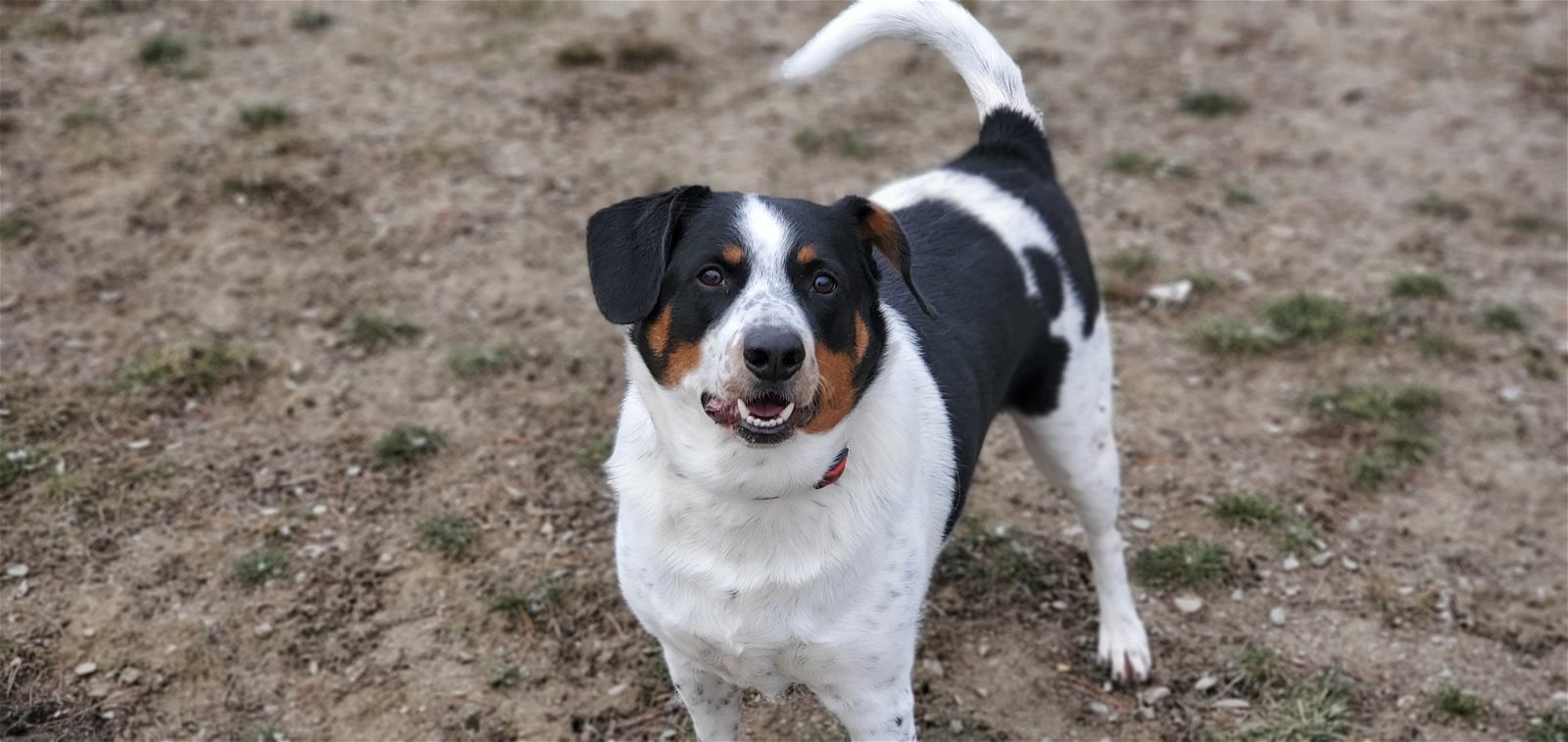 adoptable Dog in Arlington, VT named Jax