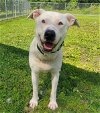 adoptable Dog in , VT named Orion
