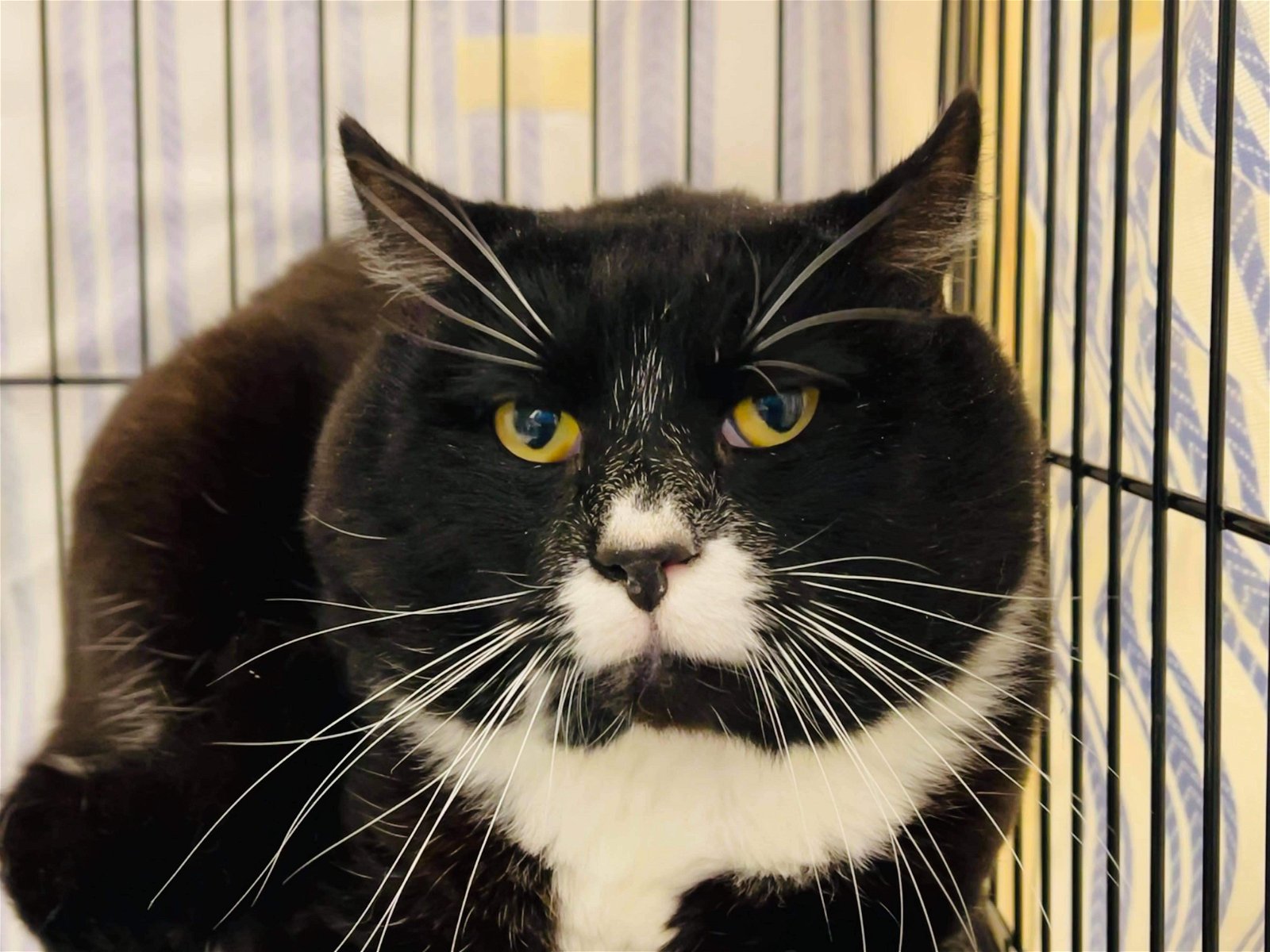adoptable Cat in Arlington, VT named Biggie