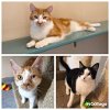 adoptable Cat in , VT named Spirit-Cat Trio