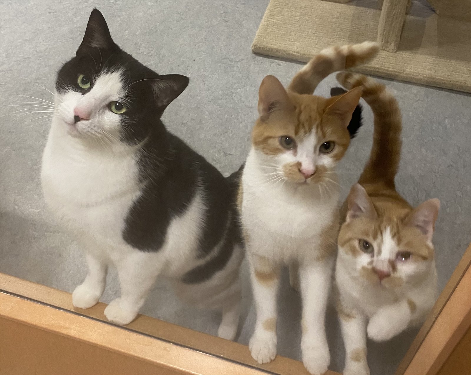 Spirit-Cat Trio