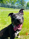 adoptable Dog in , VT named Layla