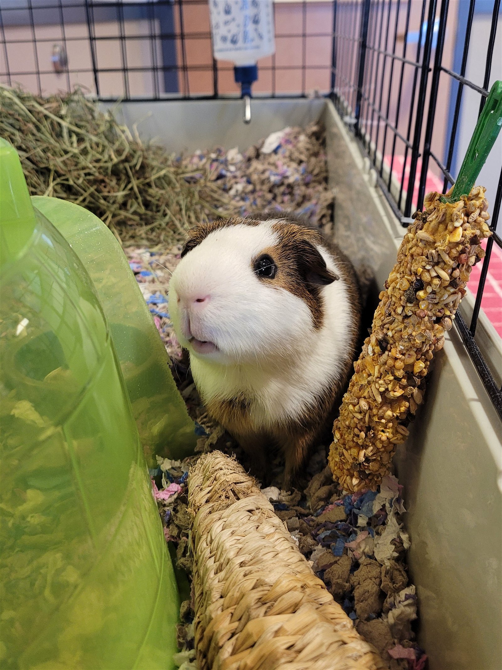 adoptable Guinea Pig in Arlington, VT named Theodore