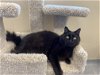 adoptable Cat in , VT named Onyx