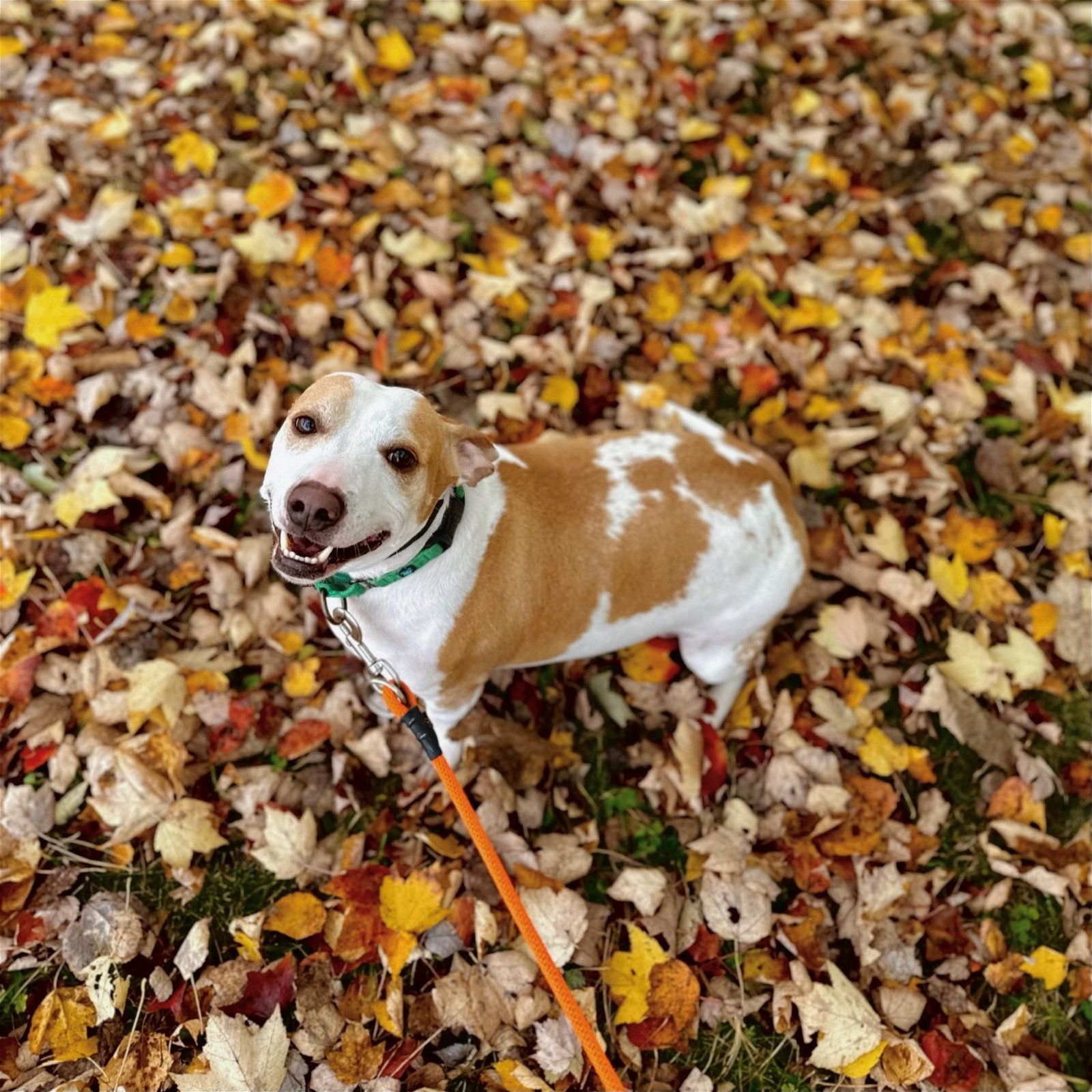 adoptable Dog in Arlington, VT named Buddy