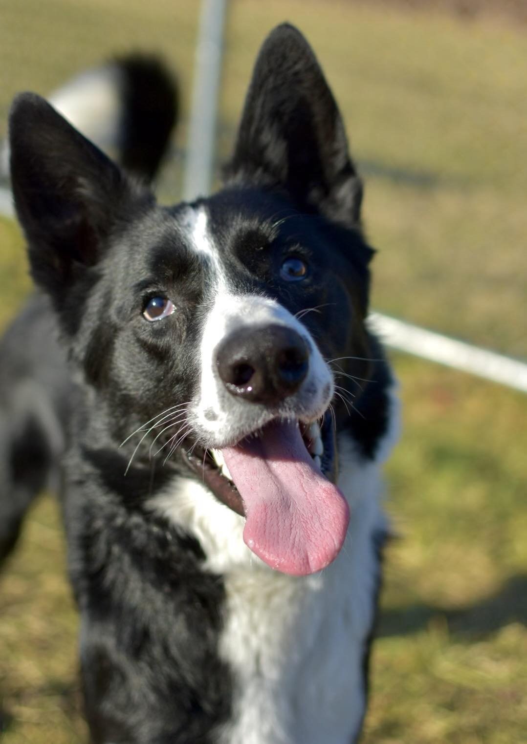 adoptable Dog in Arlington, VT named Max