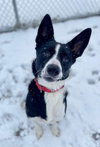 Max - Photo 2