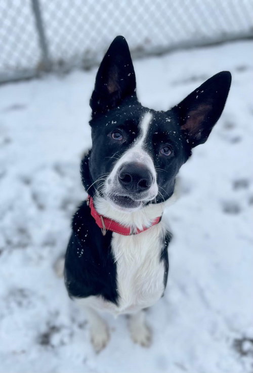 MAX - Border Collie available for adoption