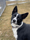 Max - Photo 3