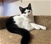 adoptable Cat in , VT named Hadleigh