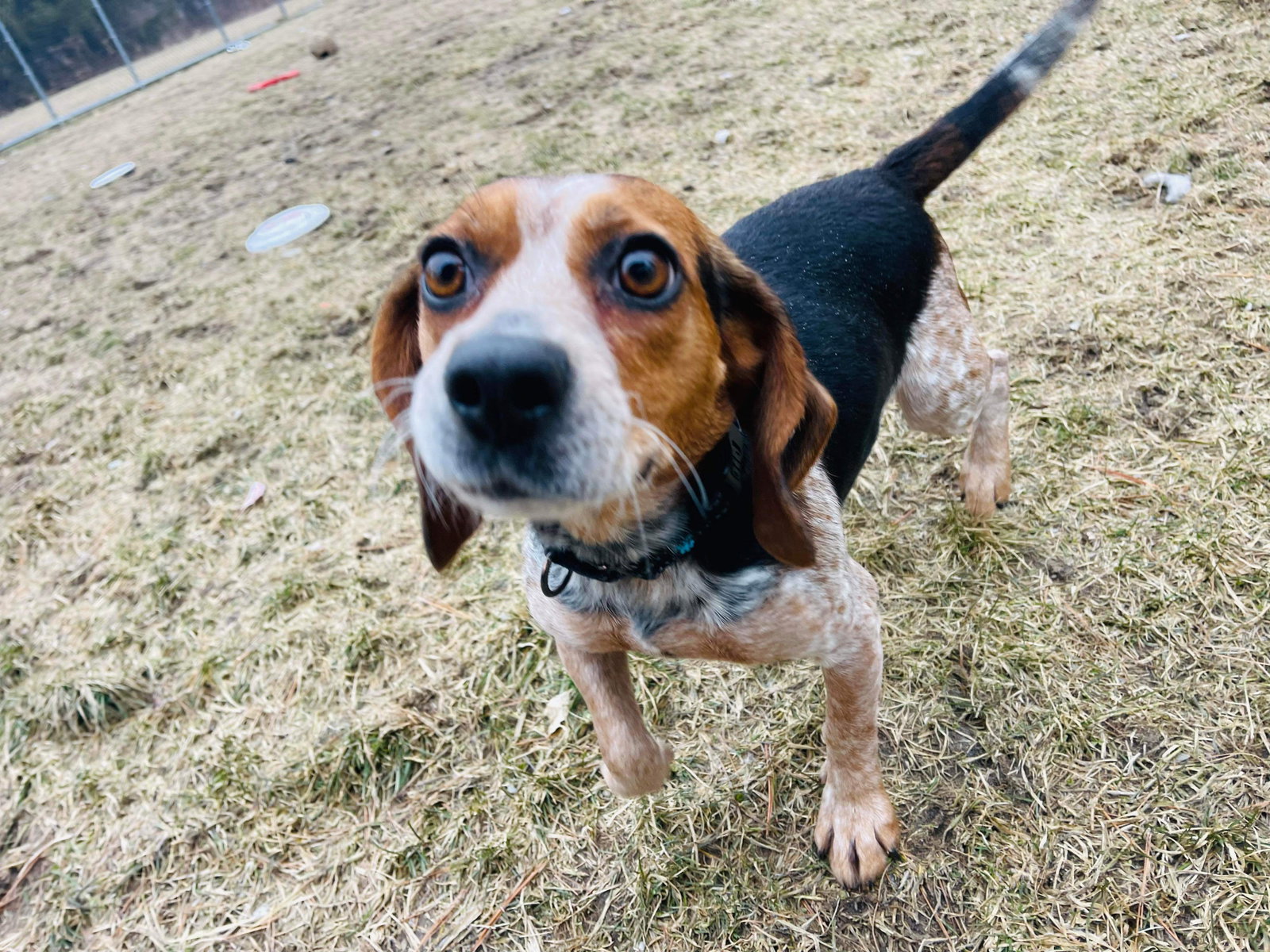 Dog for Adoption - Angel, a Beagle in Glens Falls, NY | Alpha Paw