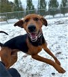 adoptable Dog in , VT named Maple