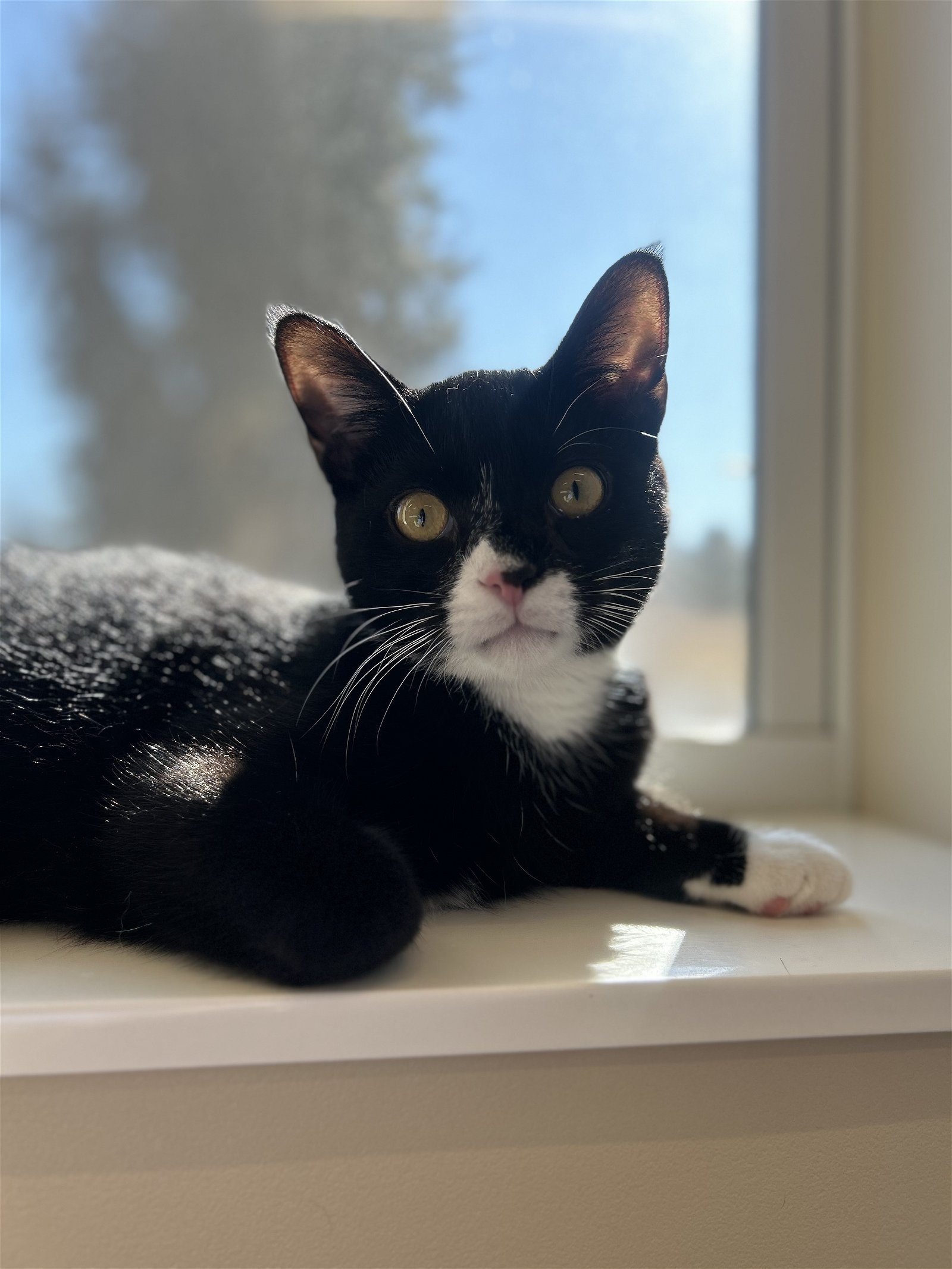 adoptable Cat in Arlington, VT named Otto