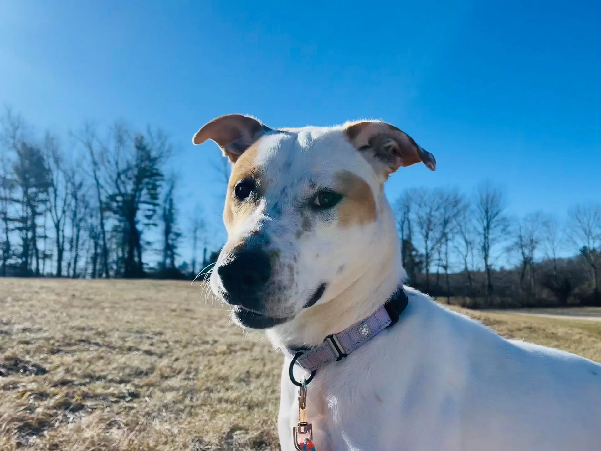 Gabby - Pit Bull Terrier