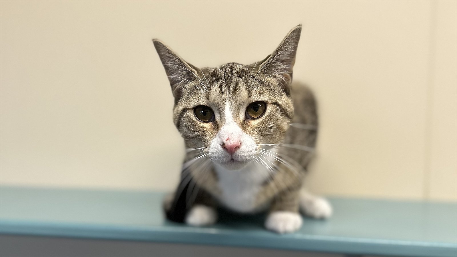 adoptable Cat in Arlington, VT named Wally