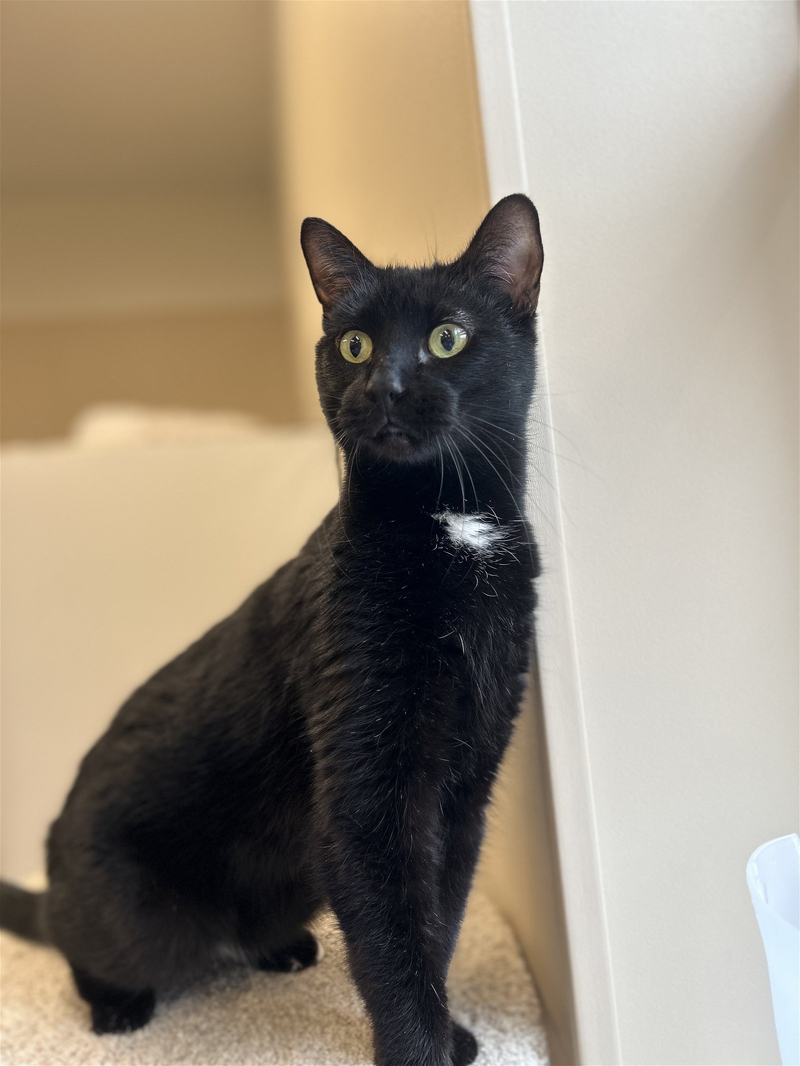 adoptable Cat in Arlington, VT named Harmony