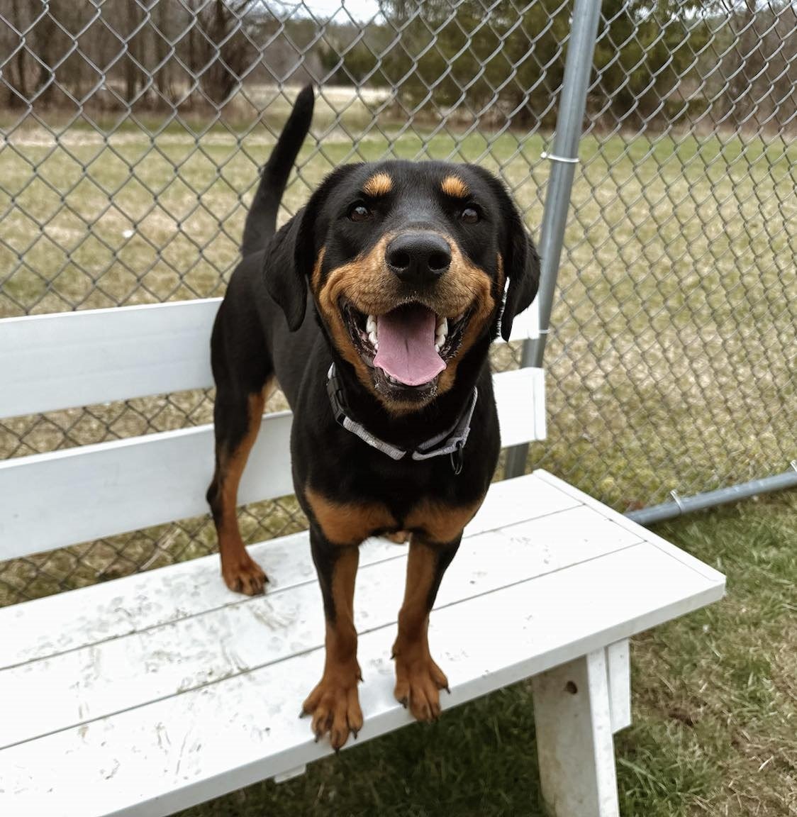 adoptable Dog in Arlington, VT named Jenny