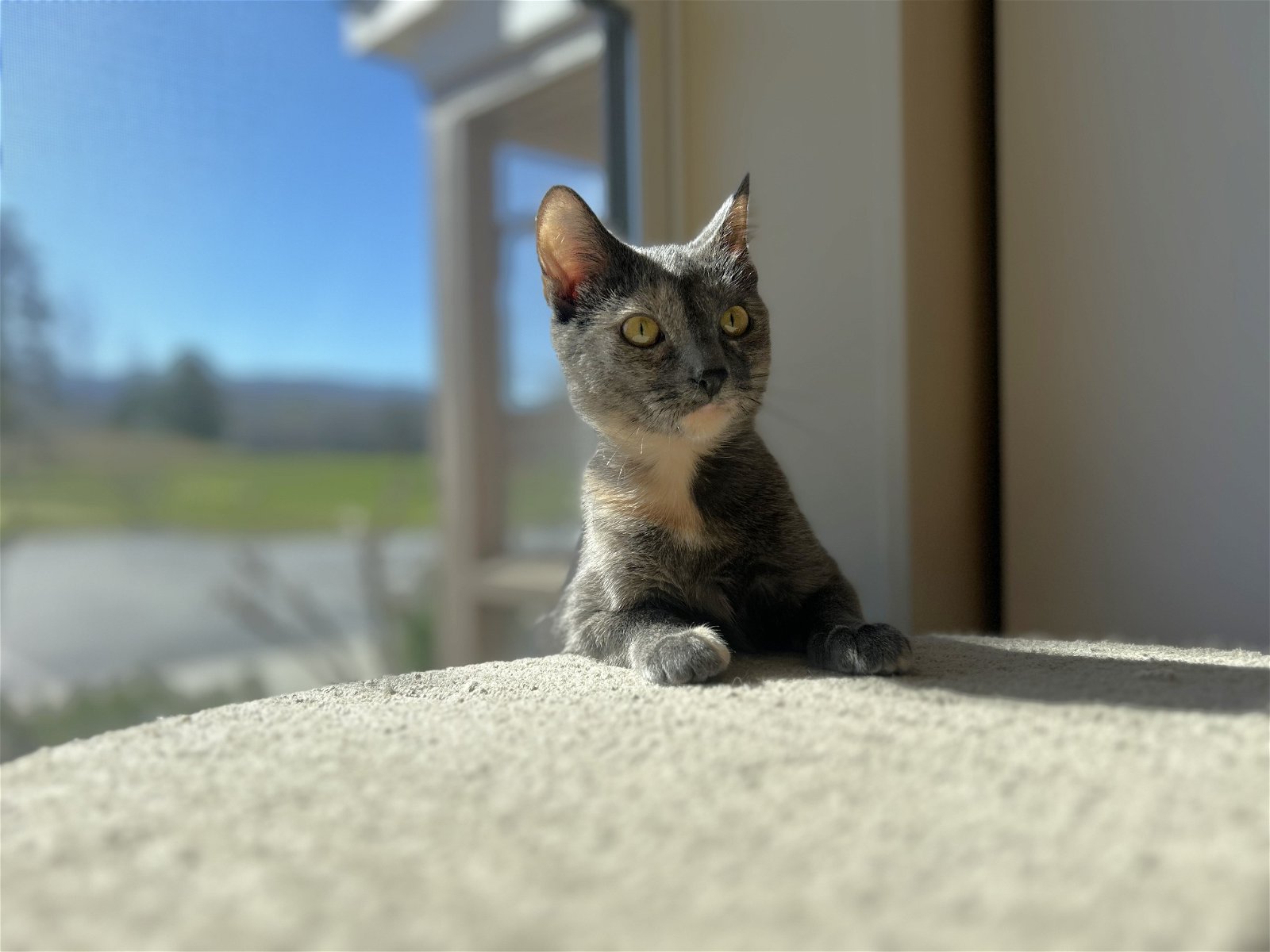 adoptable Cat in Arlington, VT named Tallulah