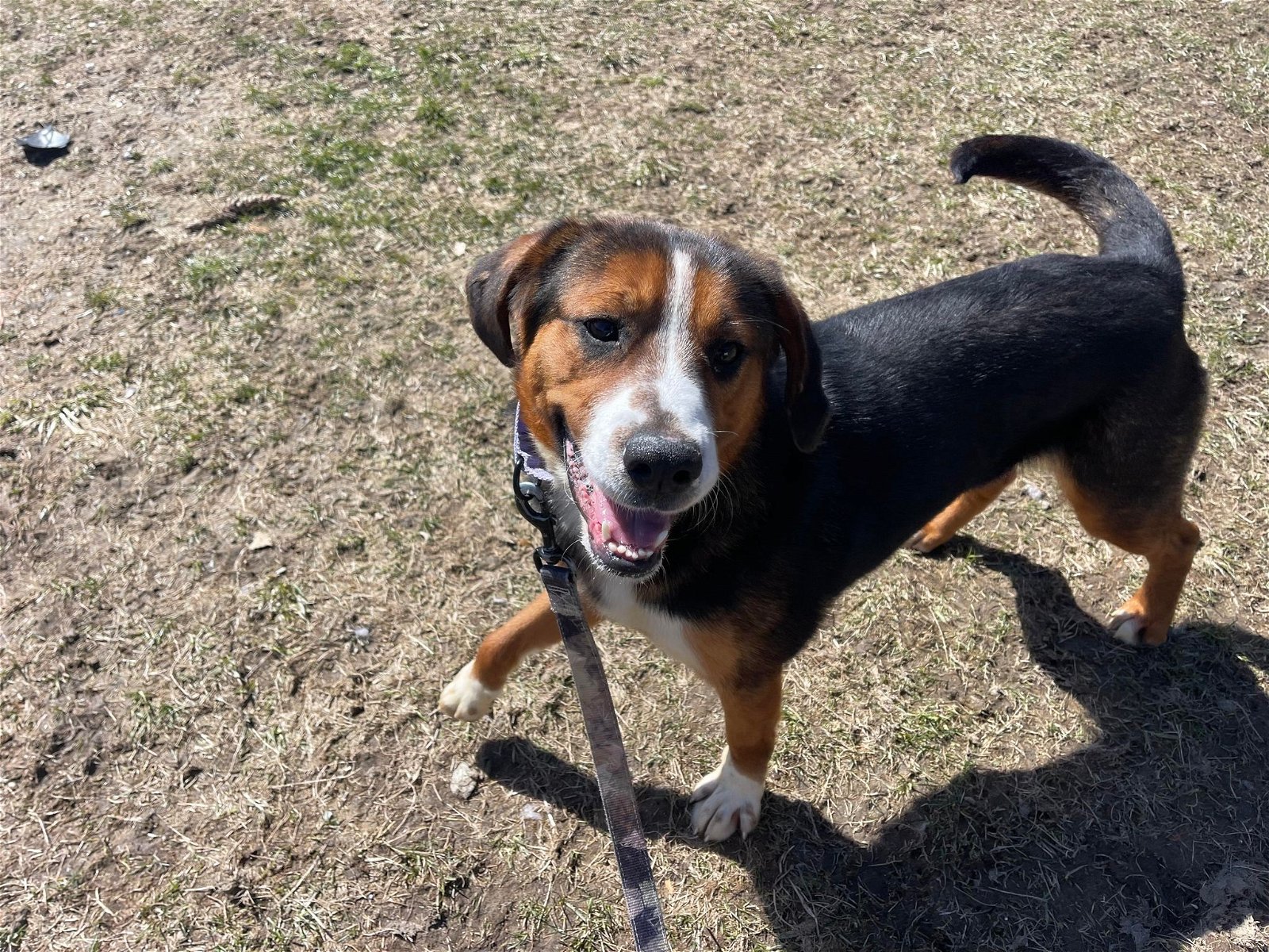 adoptable Dog in Arlington, VT named JJ