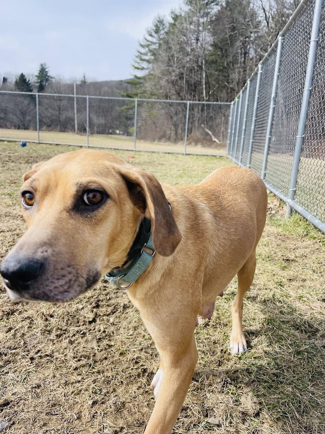 adoptable Dog in Arlington, VT named Hazel