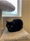 adoptable Cat in , VT named Scrappy