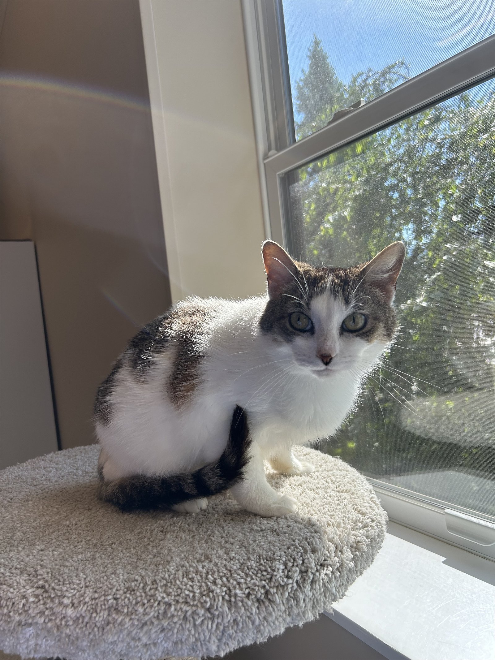 adoptable Cat in Arlington, VT named Relda