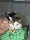 adoptable Cat in , VT named Ronald