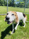 adoptable Dog in , VT named Annie