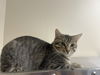 adoptable Cat in , VT named Benji