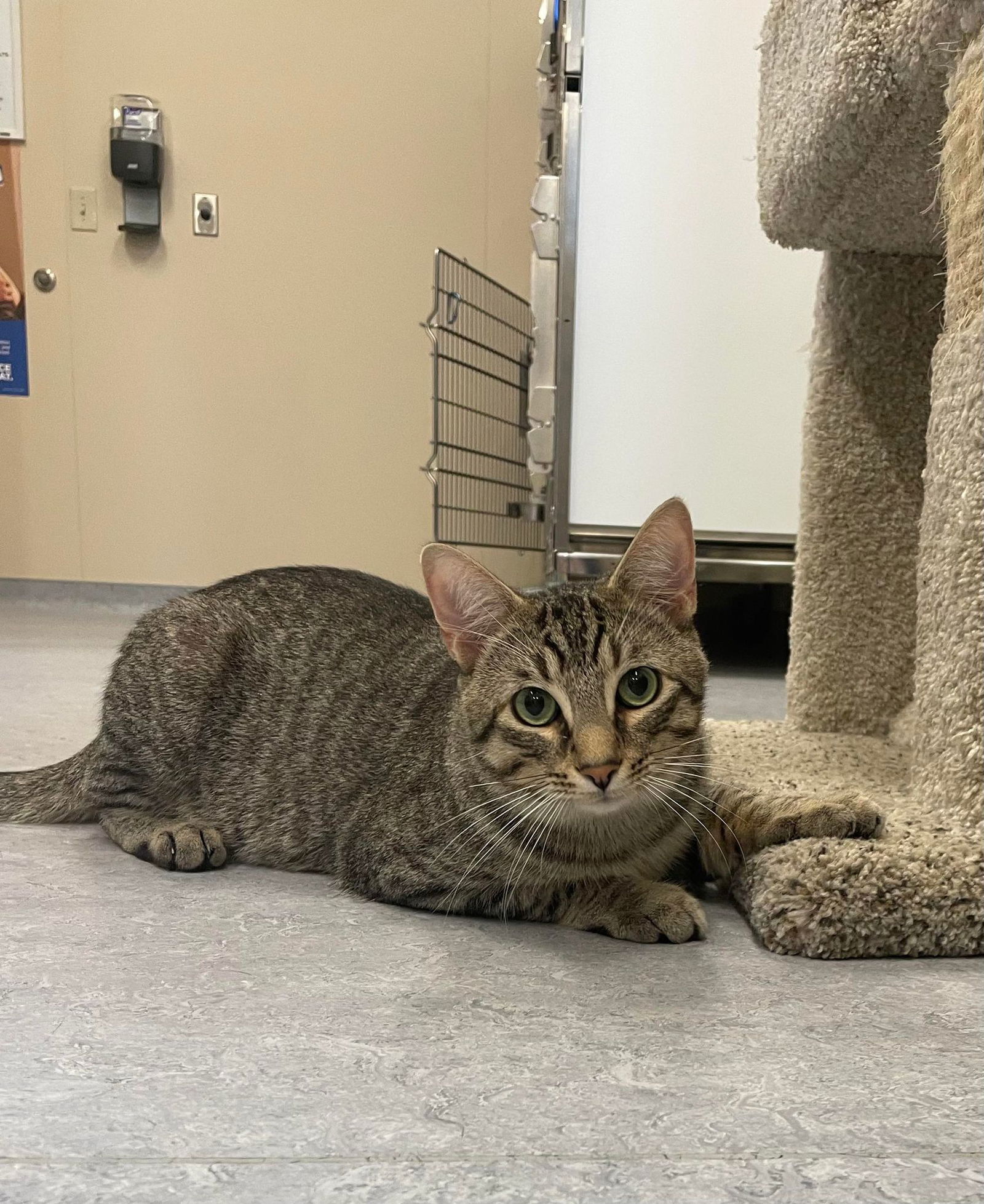 adoptable Cat in Arlington, VT named Benji