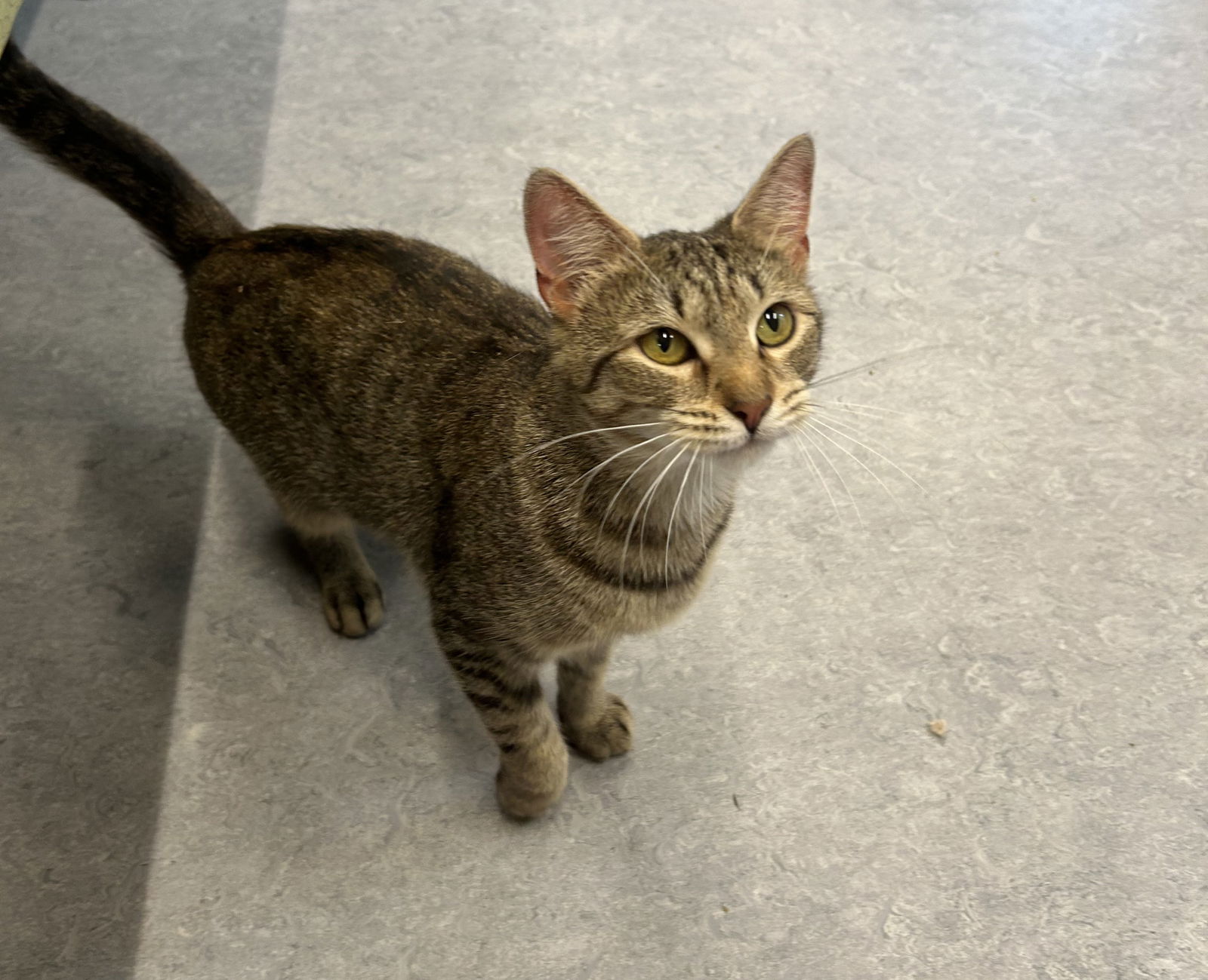 adoptable Cat in Arlington, VT named Daphne