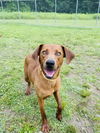 adoptable Dog in , VT named Digby