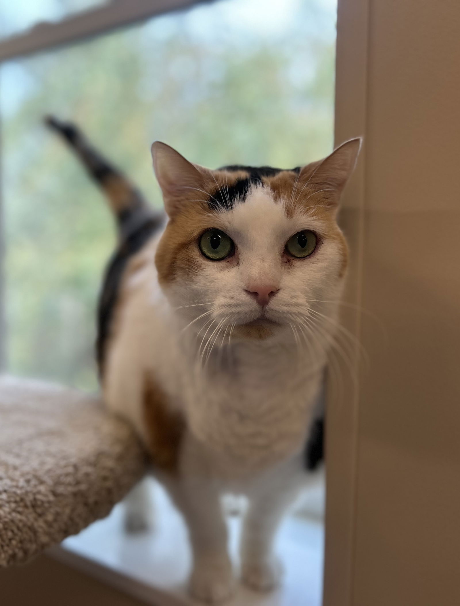 adoptable Cat in Arlington, VT named Mabelle