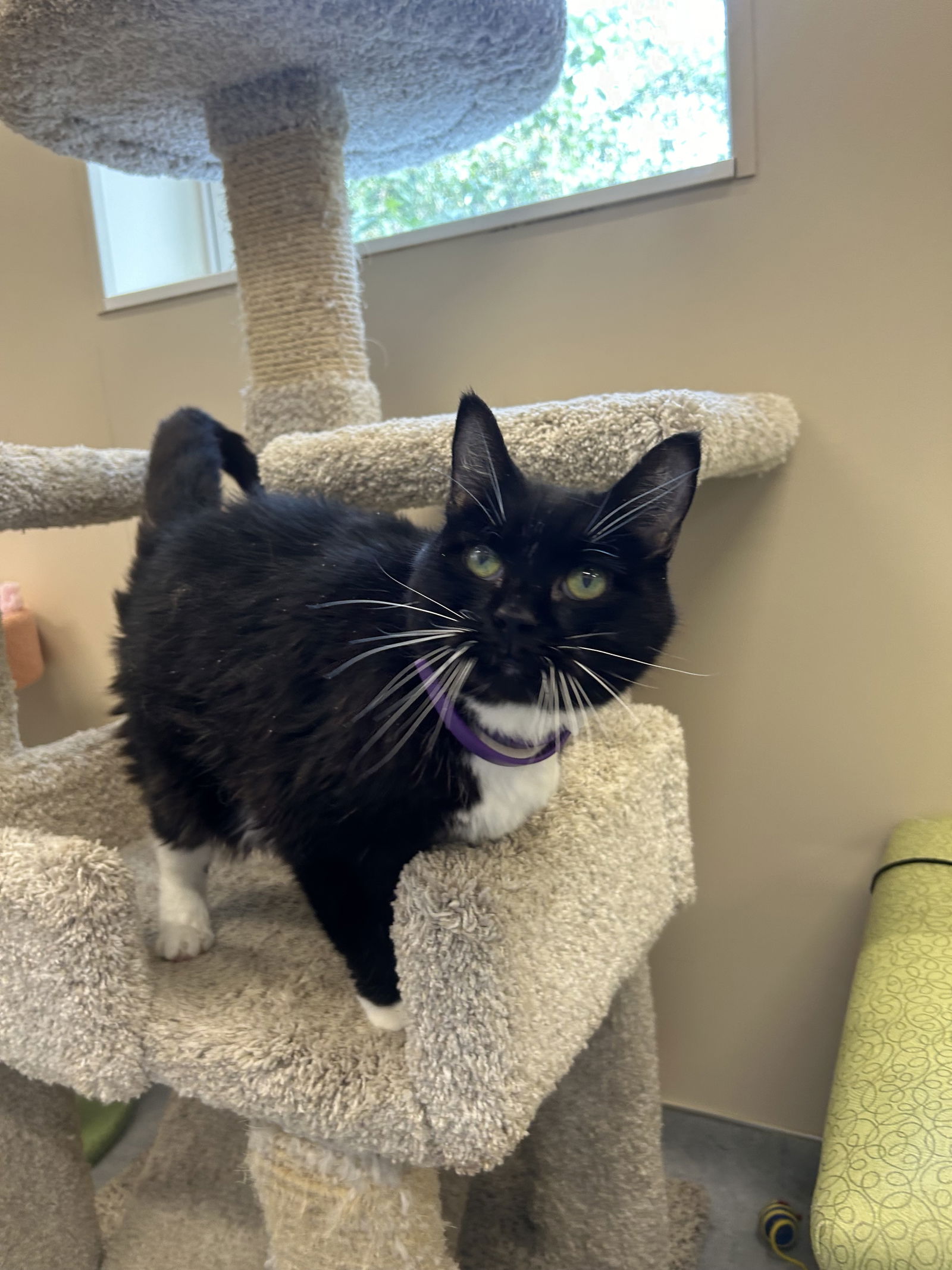 adoptable Cat in Arlington, VT named Sonora