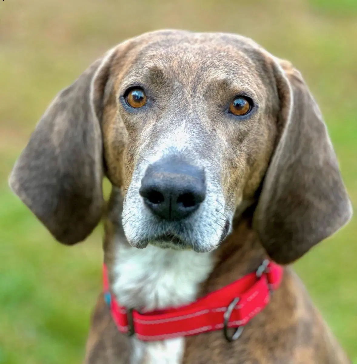 Mace - Plott Hound