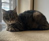adoptable Cat in , VT named Daisy