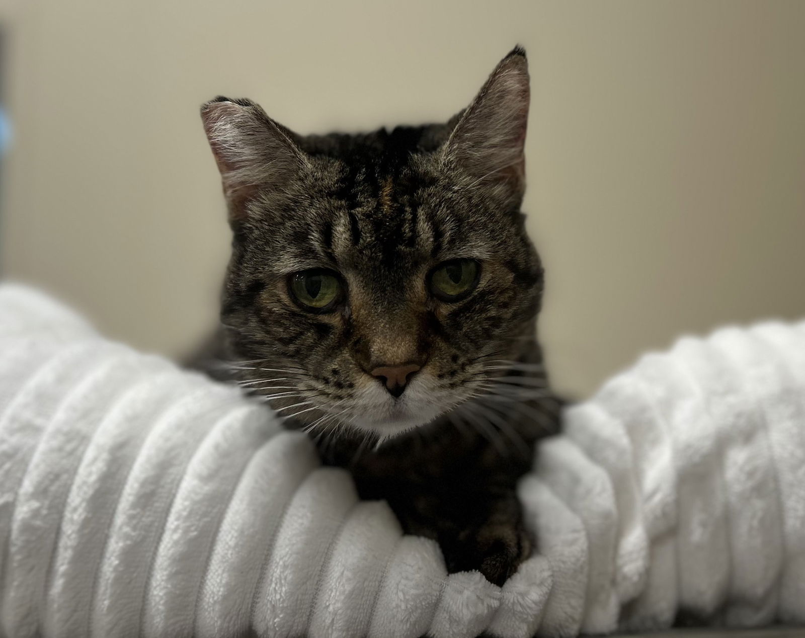 adoptable Cat in Arlington, VT named Daisy