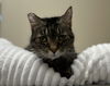 adoptable Cat in , VT named Daisy
