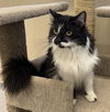 adoptable Cat in , VT named Cheyanne