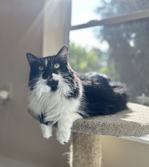 CHEYANNE - Domestic Long Hair available for adoption