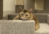 adoptable Cat in , VT named Grace