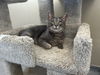 adoptable Cat in , VT named Tulip