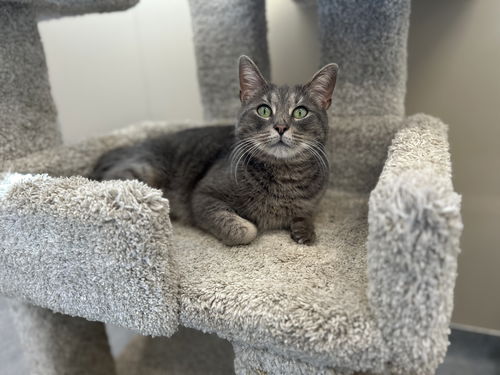 picture of the cat needing adoption