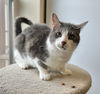 adoptable Cat in , VT named Bud
